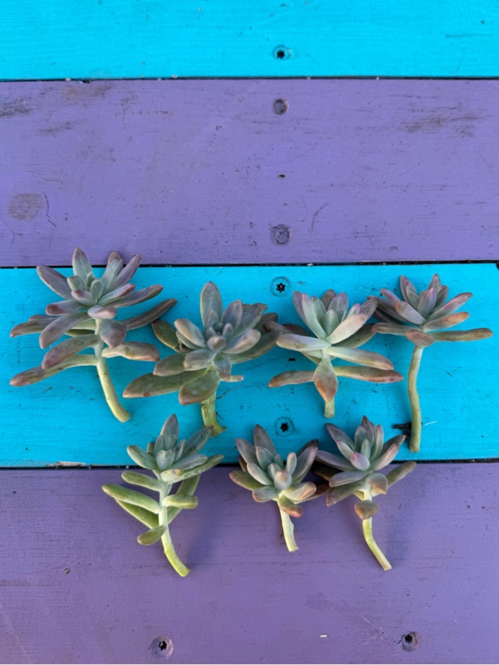 7-Graptosedum 'Francesco Baldi Fresh Clipped